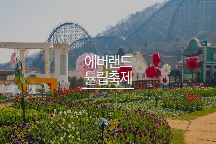 에버랜드 튤립축제
