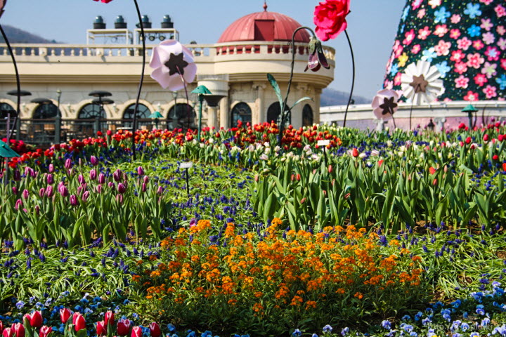 다양한 품종의 튤립들이 관광객들을 기다리고 있다