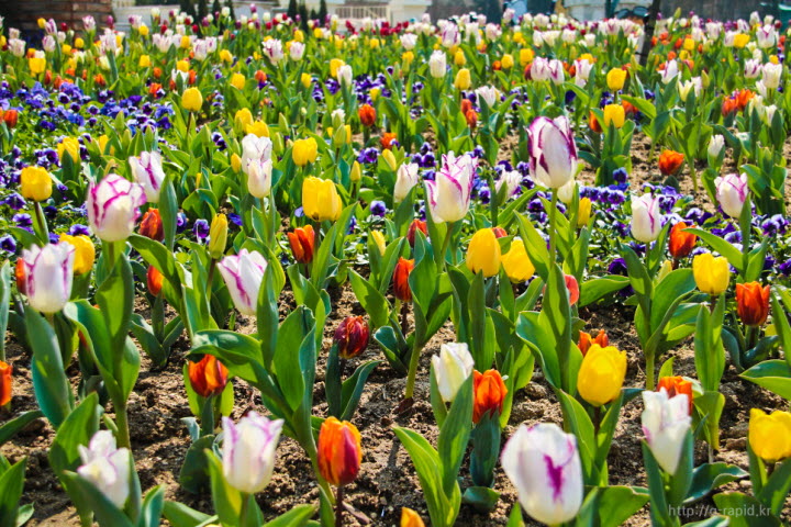 형형색색의 튤립들