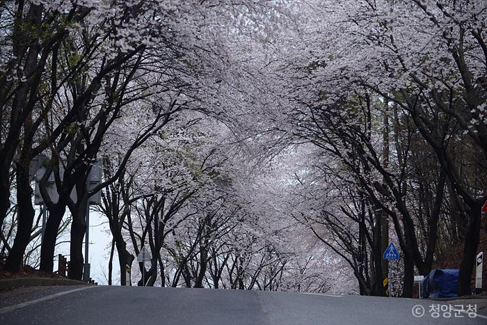 흰 눈이 흩날리듯 아름다운 길을 달리다, 청양 장곡사 벚꽃길