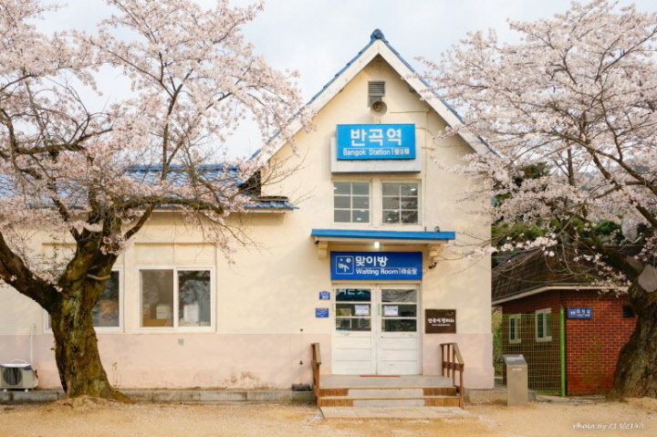 벚꽃이 핀 폐역 전 원주 반곡역 의 마지막 봄