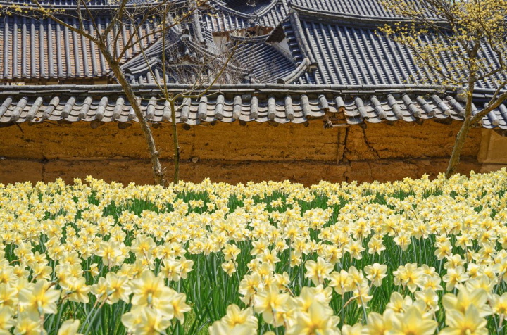 (2024 유기방가옥 수선화 봄풍경) 노란봄이 손짓하는 서산 유기방가옥·개심사·해미읍성