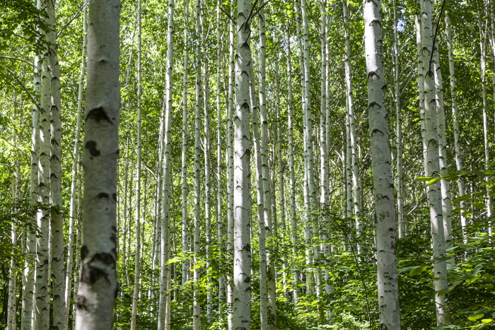 한반도 최상의 대자연 -명품 자작나무숲- 자연순도 100%, 별 볼일 있는 영양 1박2일 (Feat. 한옥숙박)