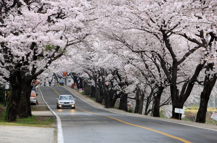 꽃길만 걷자!! 하동 쌍계사, 화개장터 & 홍매화가 예쁜 화엄사