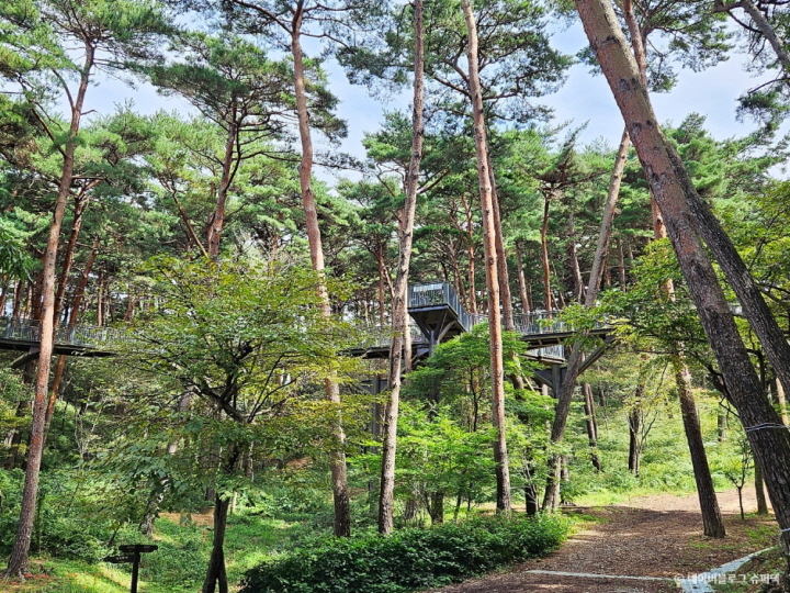 (충남 태안 남부편!) 안면도자연휴양림ㆍ안면암 부흥탑ㆍ태안로컬푸드 직매장