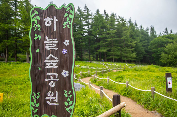 만항재 야생화 축제 & 운탄고도까지 단번에, 하이원케이블카